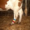 Obrazek Pasek na kostkę na krowę. rzep, niebieski, 10 szt.