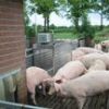 Obrazek Waga MS PigScale do ważenia tuczników